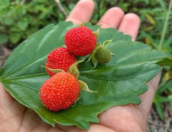 Midsection of person holding strawberries