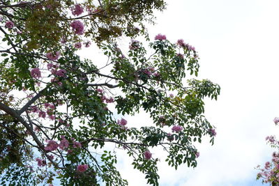 Low angle view of flowering tree against sky