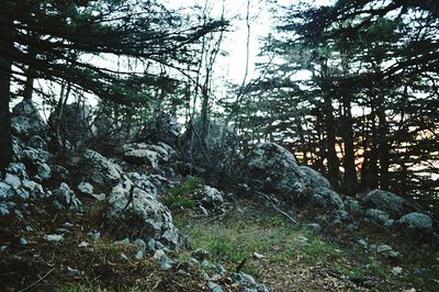 Trees in forest