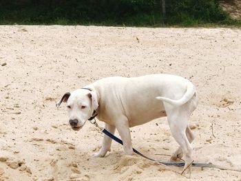 Dog on sand