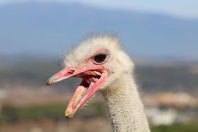 Close-up of ostrich against blurred background