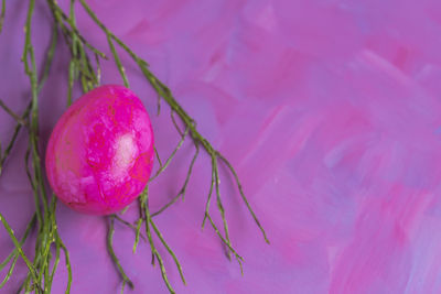 Close-up of pink rose on tree