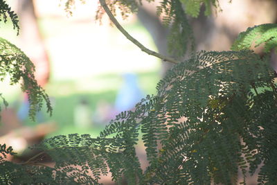 Close-up of plant growing in forest