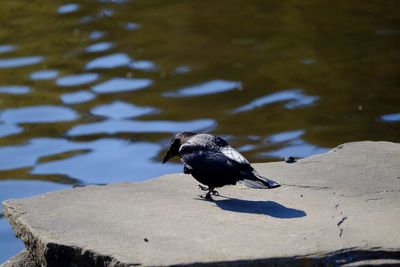 High angle view of bird perching on a lake