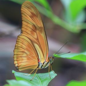 Close-up of butterfly on leaf