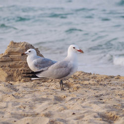 Seagull perching on a land