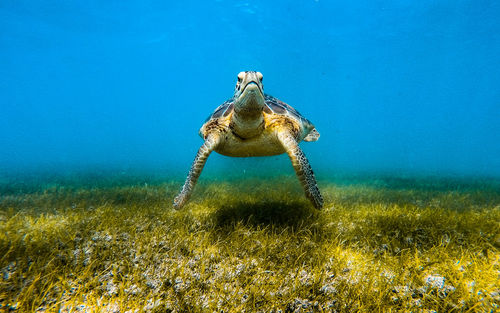 Sea turtle swimming underwater