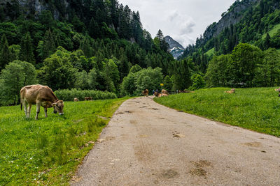 View of sheep on road