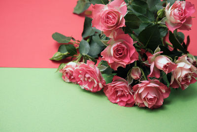 Close-up of pink roses