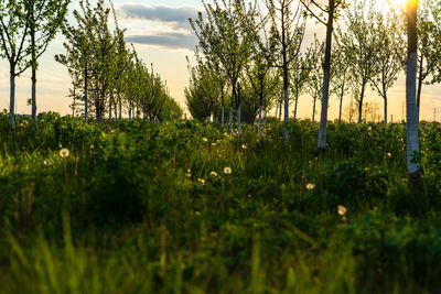 Plants growing on land against sky