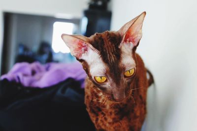 Ina the cornish rex 