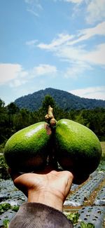 Cropped image of hand holding fruit