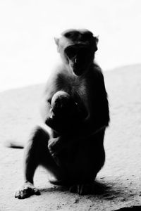 Close-up of monkey sitting outdoors