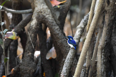 Close-up of bird perching on tree trunk