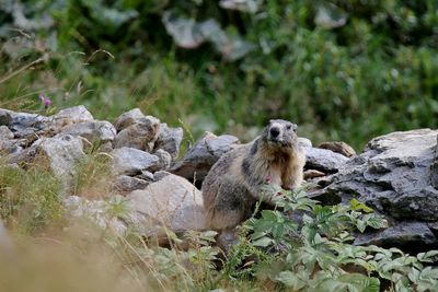 View of sheep on rock