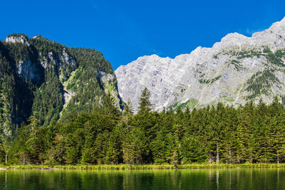 Scenic view of pine trees by lake against sky