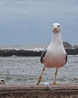 Seagull perching in water