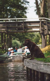 Side view of dog by canal
