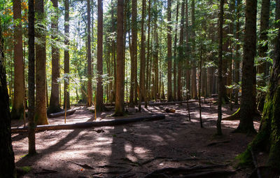 View of trees in forest