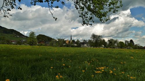 Scenic view of field against sky