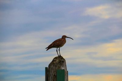 Bird perching on wooden post against cloudy sky during sunset