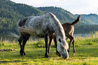 Cute mare with foal grazing on lakeshore. horses are pasture 