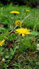 flowering plant