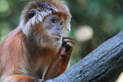 Close-up of javan lutung sitting on tree