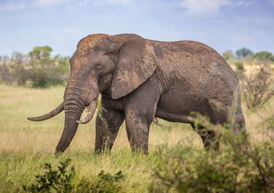 Elephant in a field