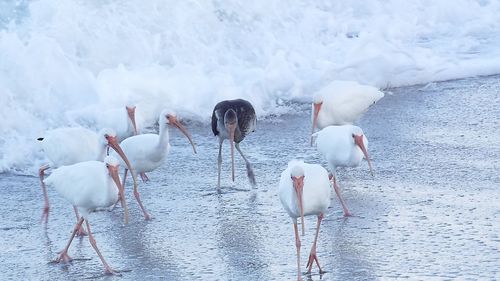 White birds in lake during winter