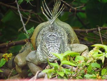 Close-up of iguana on ground