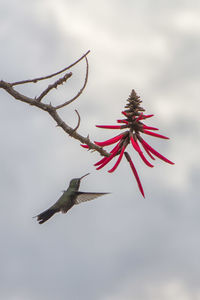 Low angle view of bird flying against sky