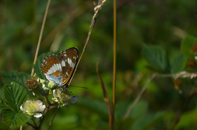 Close-up of butterfly pollinating flower
