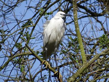 Beautiful white egret perched on a tree in the spring sunshine 