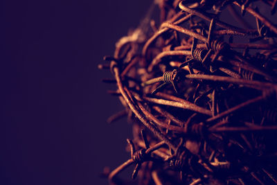 Close-up of dried plant