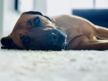 Close-up of dog resting at home