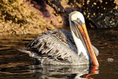 Close-up of duck swimming in lake