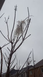 Low angle view of bird on tree against sky