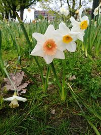 Close-up of white flowers blooming on field