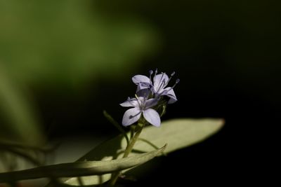 Close-up of white flowering plant