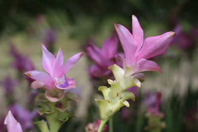 Close-up of pink flowering plant