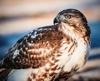 Close-up of eagle