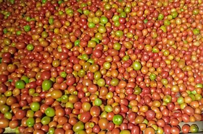 Full frame shot of fruits