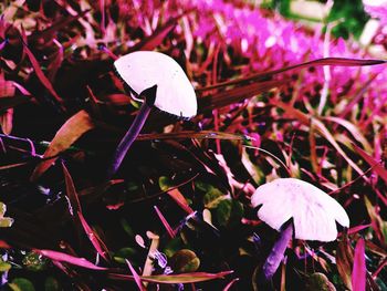 Close-up of mushroom growing on plant