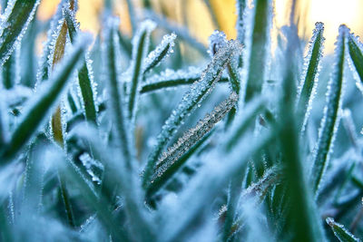 Close-up of frozen plant on field