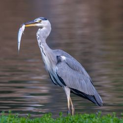 High angle view of gray heron