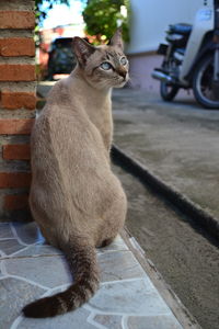Close-up portrait of cat sitting outdoors
