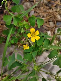 Close-up of yellow flowering plant