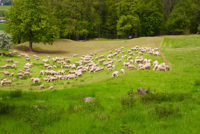 View of sheep on grassy field