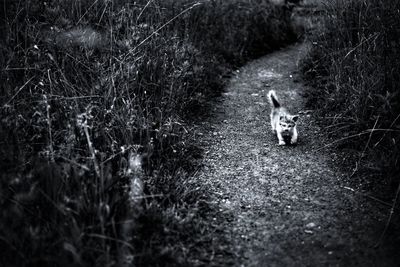 View of a cat on field